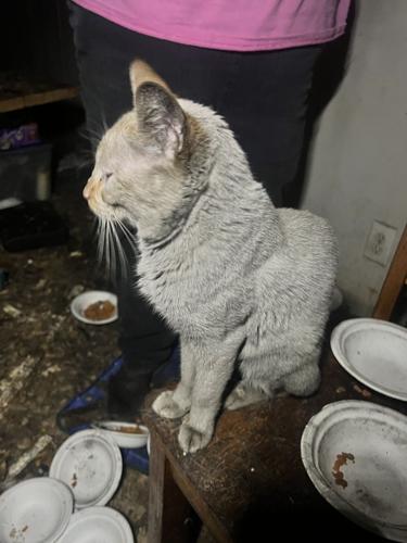 cat1.jpg