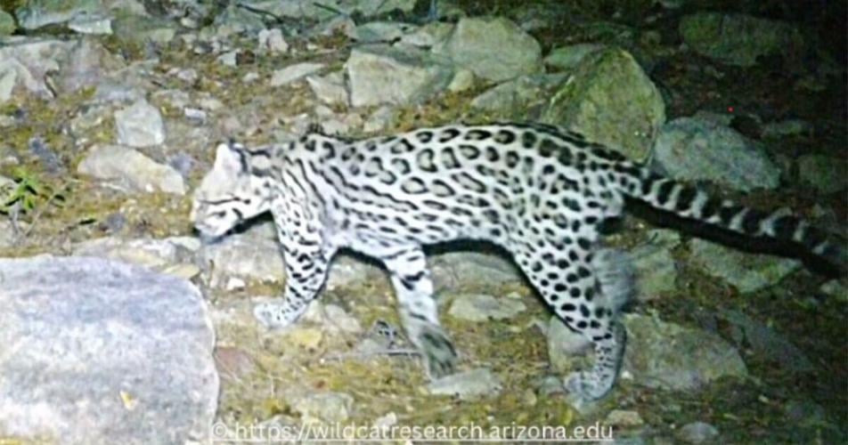 BioBlitzers catalog wildlife in U.S., Mexico as walls go up along border