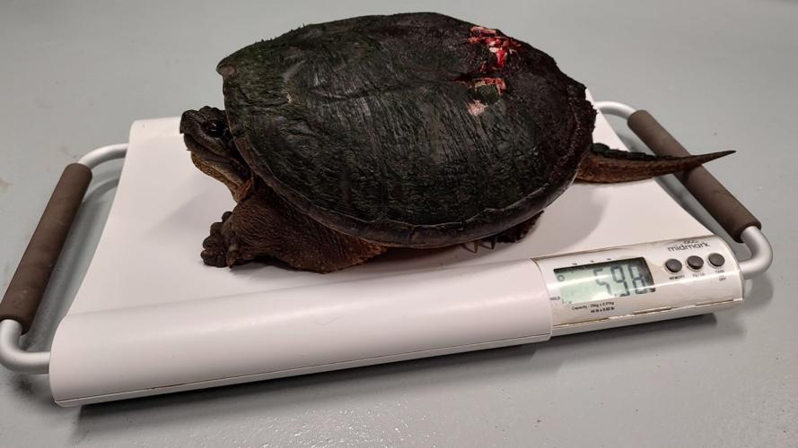 Snapping Turtle.jpg