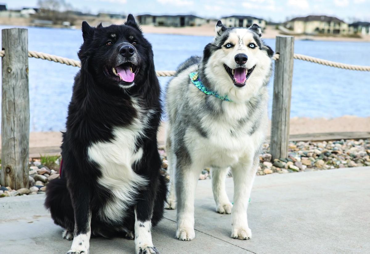 Dine for Dogs.jpg