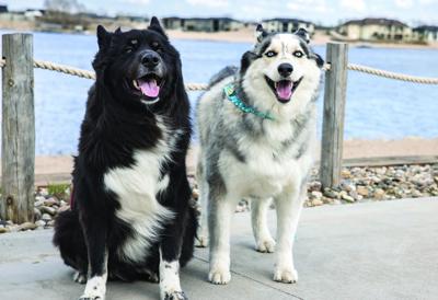 Dine for Dogs.jpg