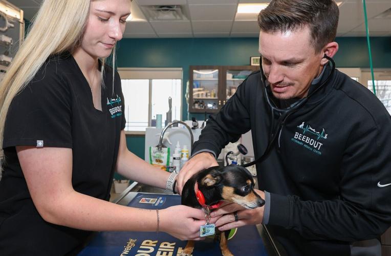 vet studies -p2 - hands-on learning