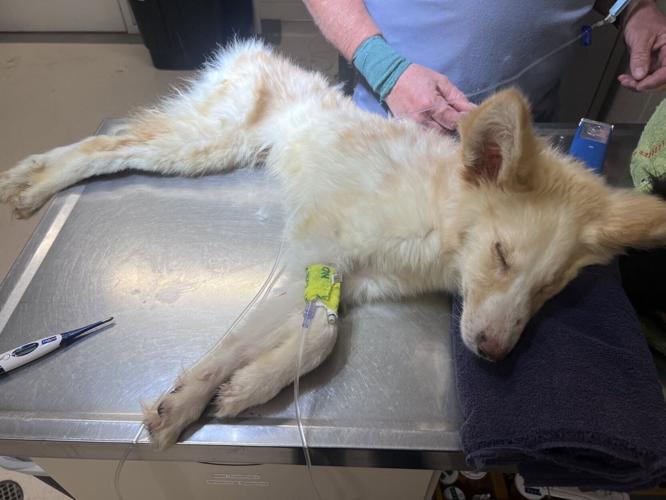 Puppies found near Conestoga Lake