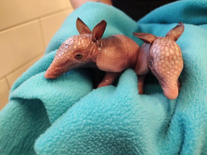 042023-owh-new-armadillos-p1.jpg