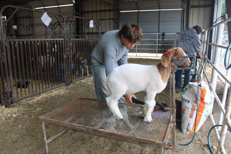 Farm first, table later for Lincoln County Fair sheep and goats