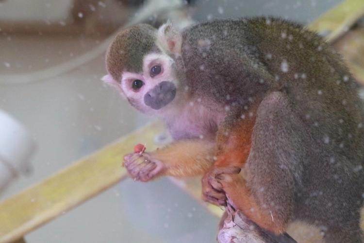 Riverside Discovery Center puts two new squirrel monkeys on display, continue to pursue AZA accreditation