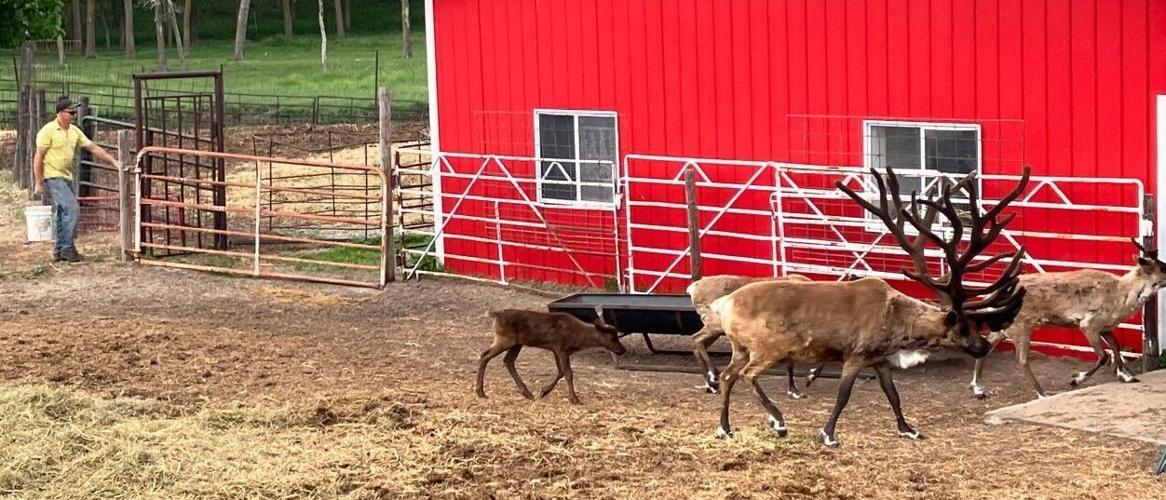 Reindeer Rancher /COPYRIGHT RESTRICTED