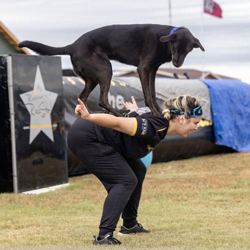 091526_HHD_Dogs