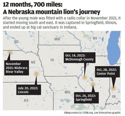 A mountain lion's journey