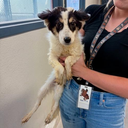 Puppies found near Conestoga Lake