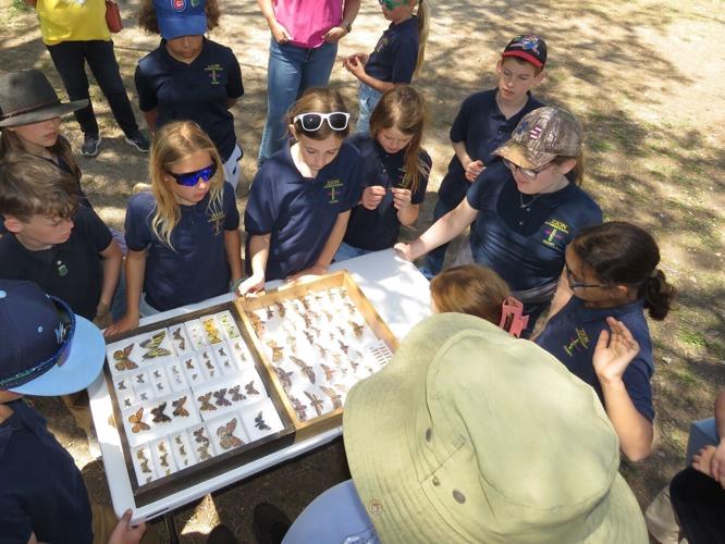 outdoor-fun-p2- butterflies and bees