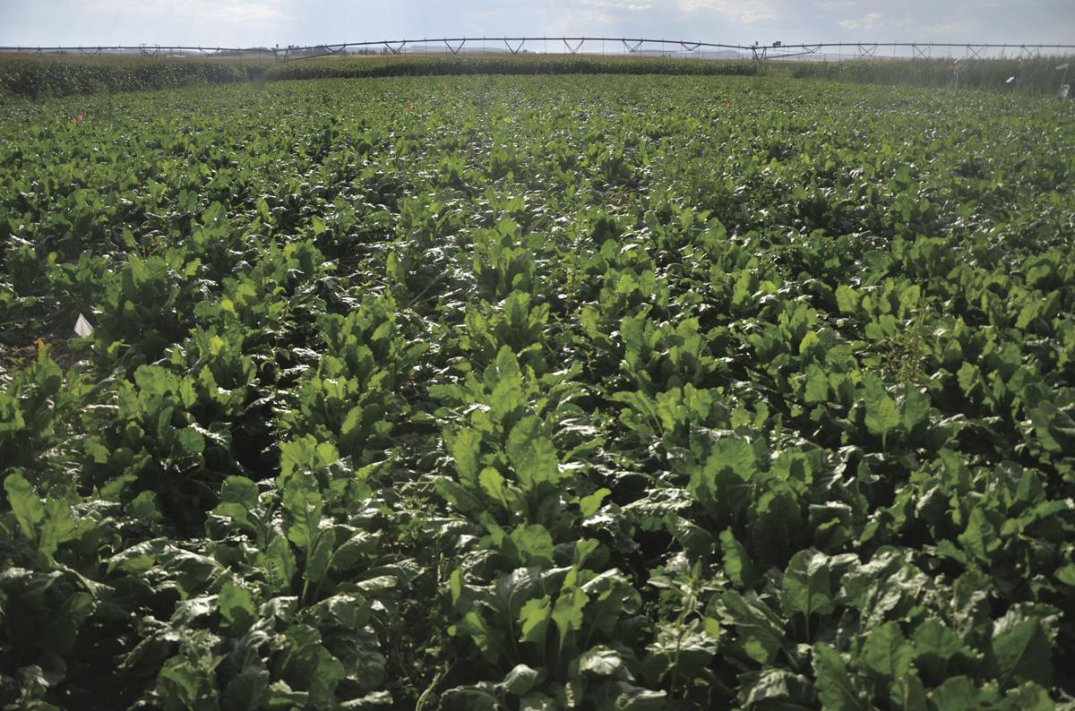 Sweetness factor: Sugarbeets account for around half of domestic sugar market