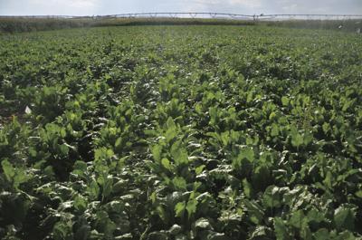 Sweetness factor: Sugarbeets account for around half of domestic sugar market