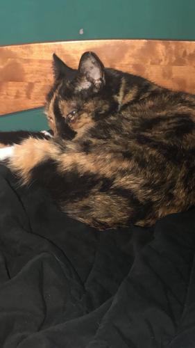 Mr Kitty picture.jpg