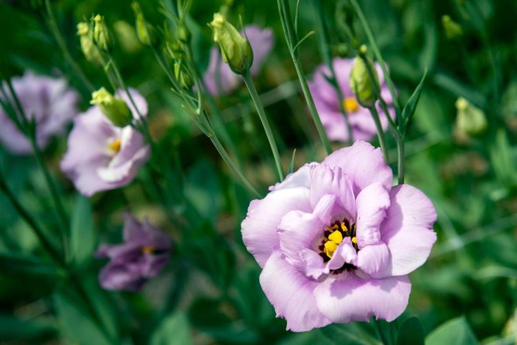 West Mill Flowers, 7.1