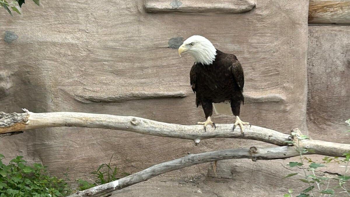 Riverside Discovery Center's bald eagle Lincoln dies after sudden illness