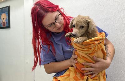 Panhandle Humane Society to soon take in volunteer socialization for large dog-seizure case