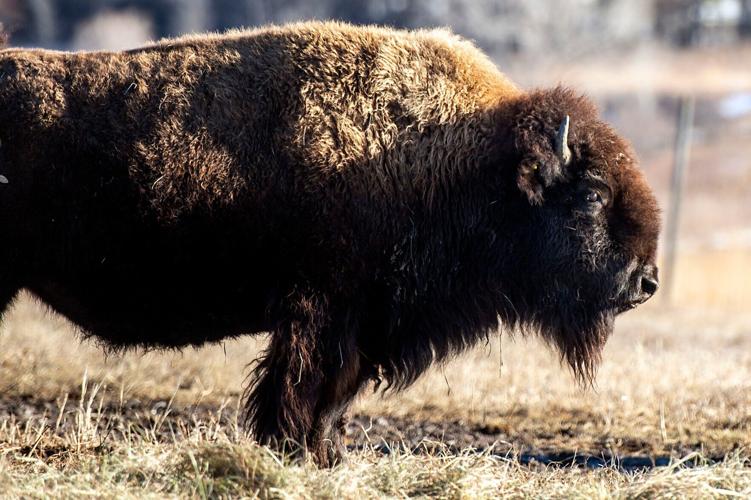 Bisons, 1.30