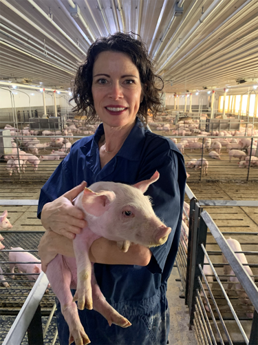 Piglets come to Beattie Family Farms