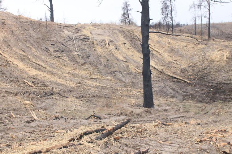Nebraska National Forest at Halsey to clear 850 acres of forest