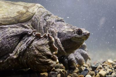 20190406_new_bigdaddysnap_rs07 (copy)