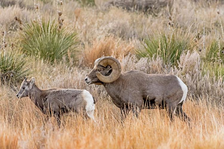Bighorn ram and lamb