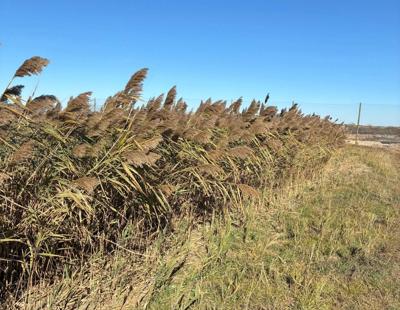 Phragmites York County