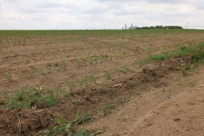 Platte County corn in the ditch