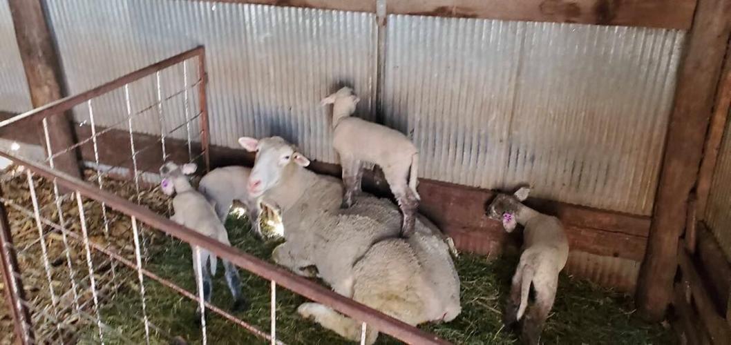 Silence of the Lambs.jpg