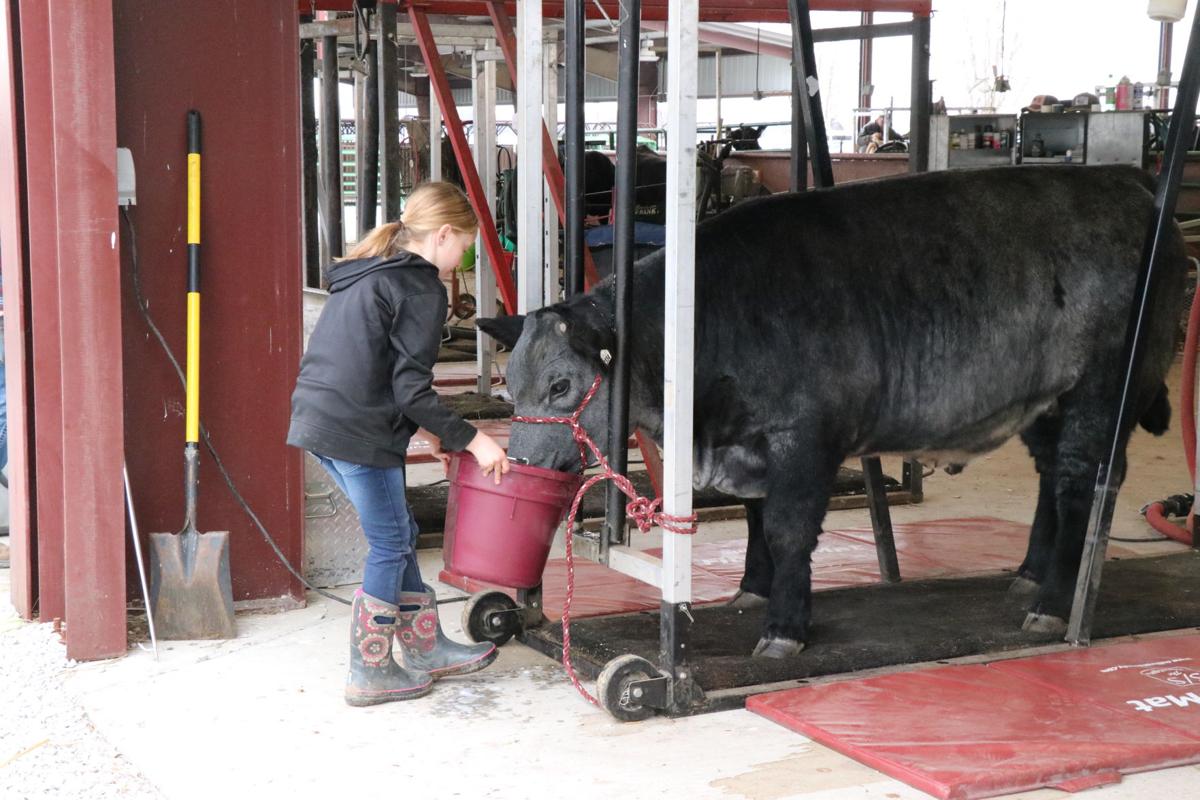 Beef progress show dubbed a success Local News wahooashland