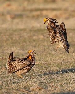 prairie-chickens-p5 - courtship