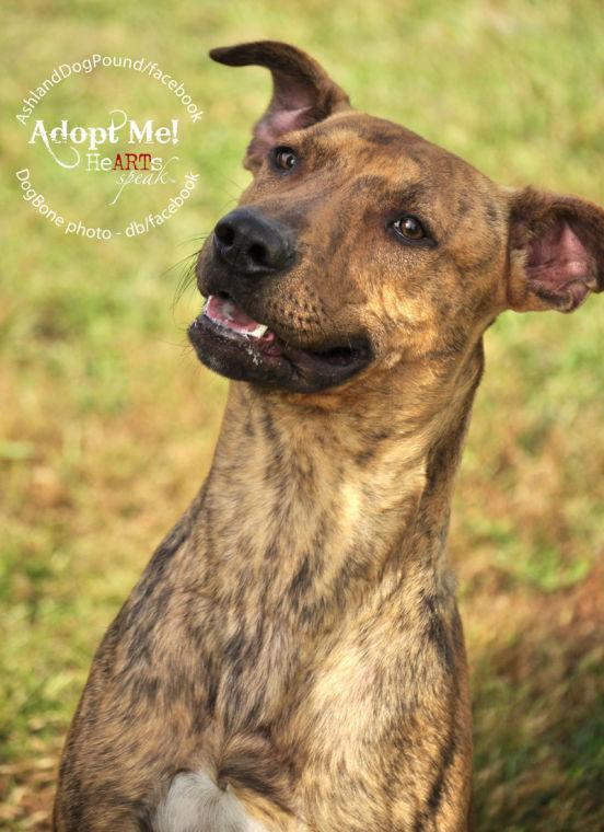 Ashland Pound dog given second chance