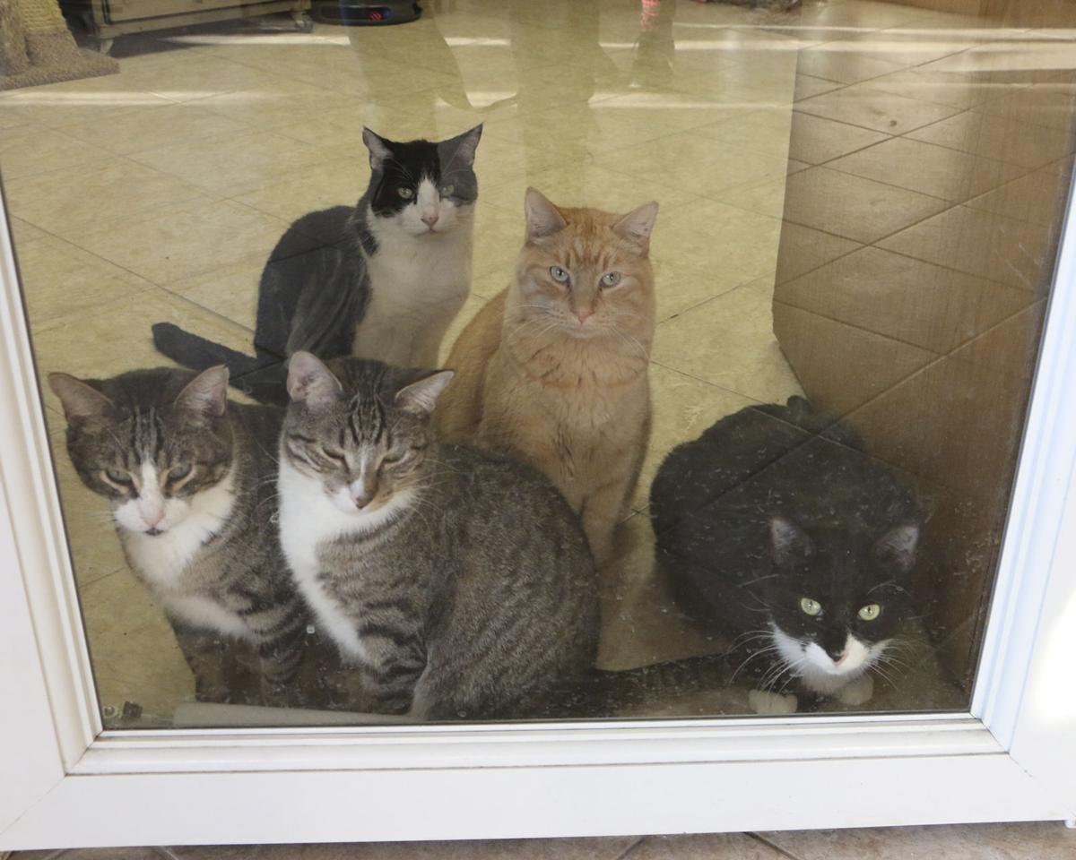 Animals Looking For A Place To Call Their Forever Home Latest