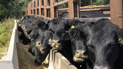 October Webinar Focuses on Feeding the Cowherd