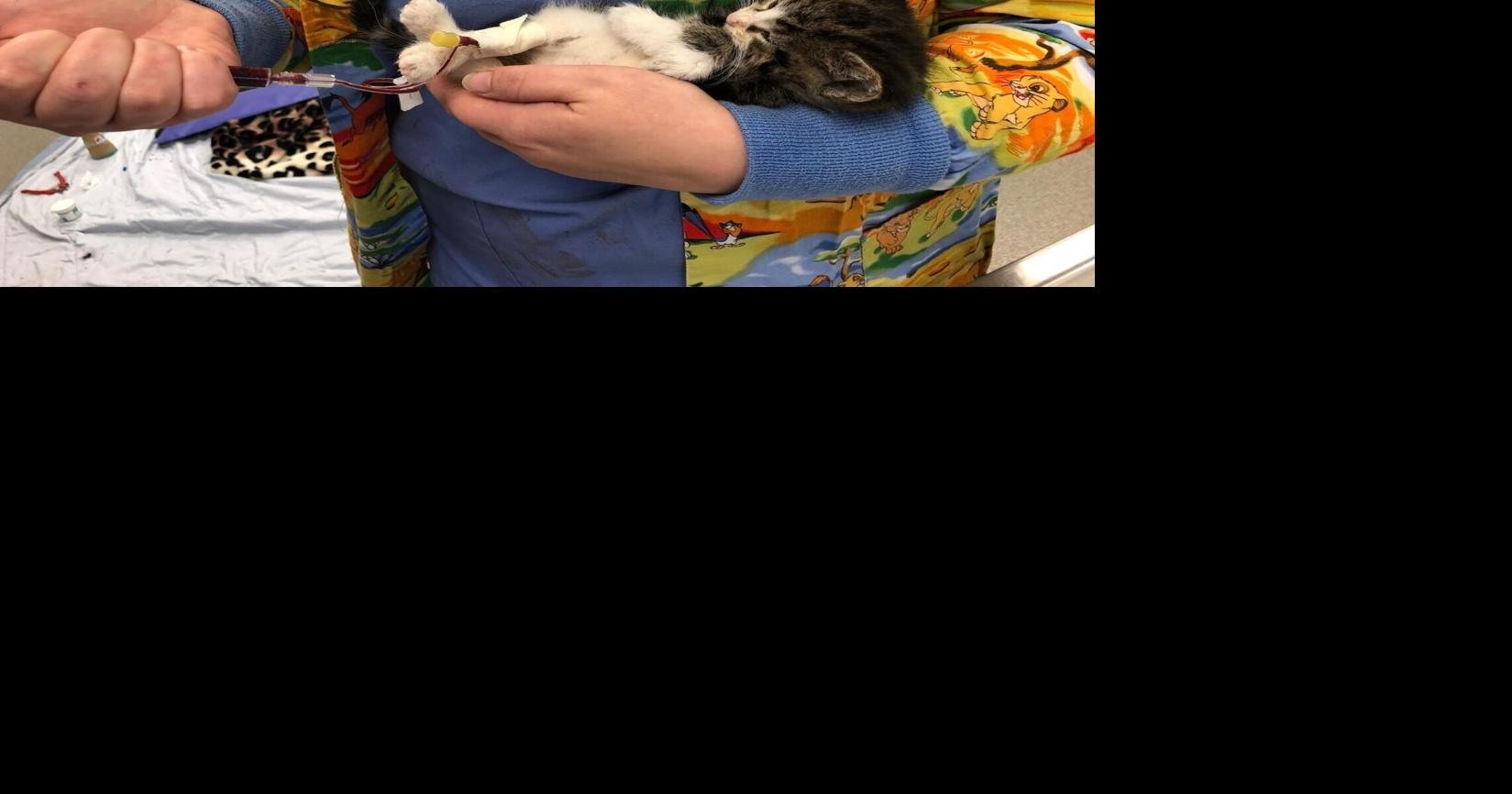 Hero husky saves kitty with blood transfusion at Nebraska Humane
