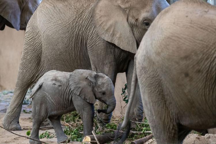071422-owh-new-zooelephants-MN-04