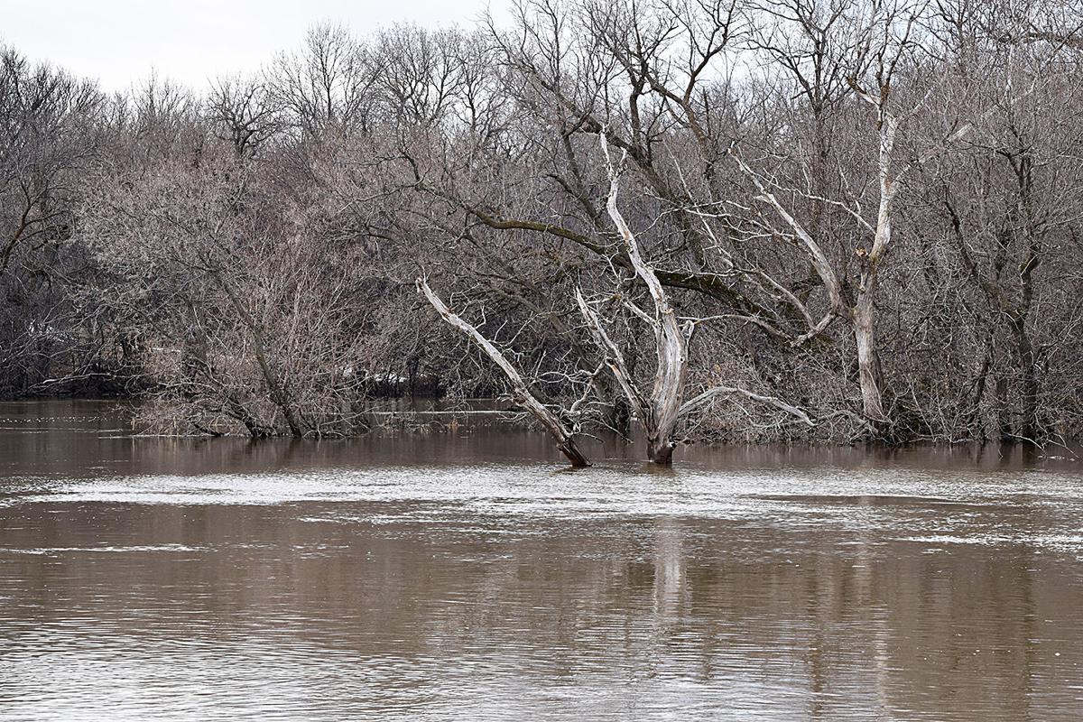 Wild Rice River is back at major flood stage after last week's snow