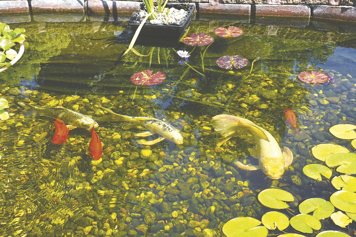 Where Can I Buy Fish To Stock My Pond In Tennessee a koi fish living in a pond in hamilton new jersey begs for food koi koi fish fish pet on where can i buy fish to stock my pond in tennessee