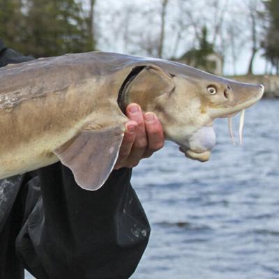 Crossbreeding between paddlefish and sturgeon creates 'Frankenfish', Hunting and Outdoors