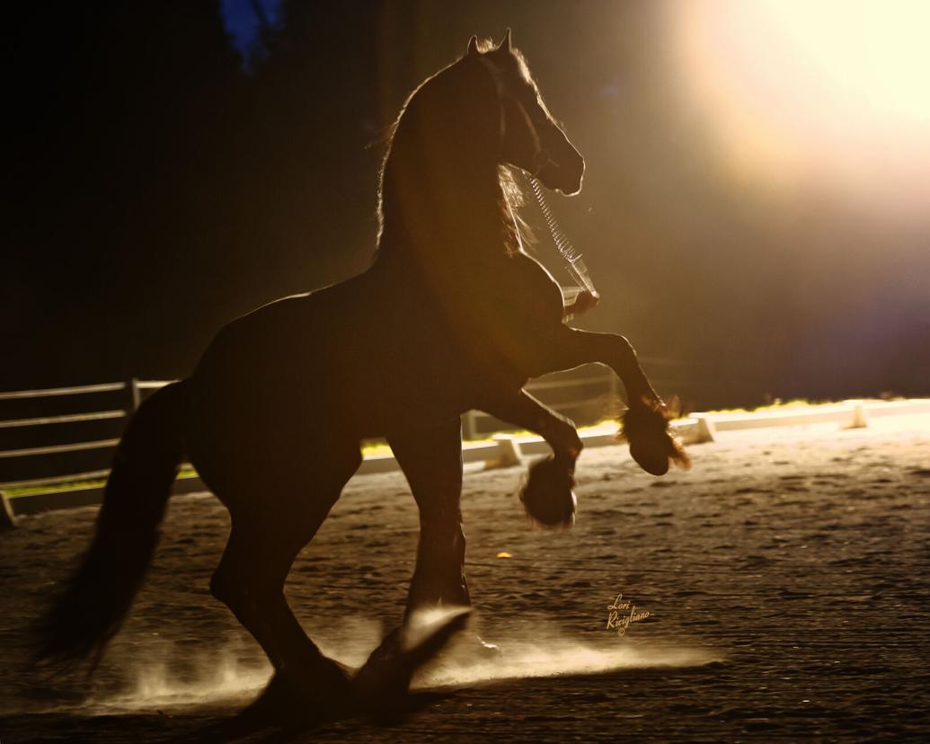 Signs to look for to determine if your horse is cold Community