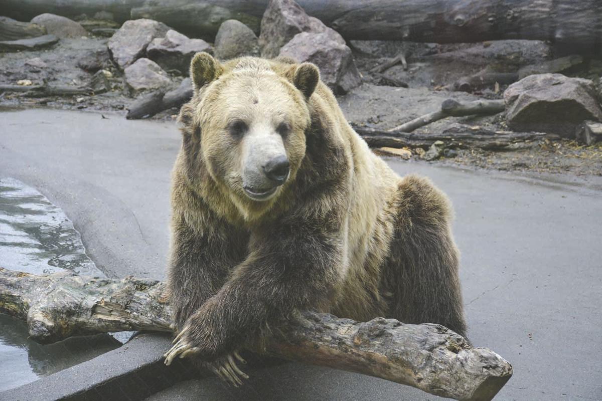 Chahinkapa Zoo opens for 2020 season Local News Stories