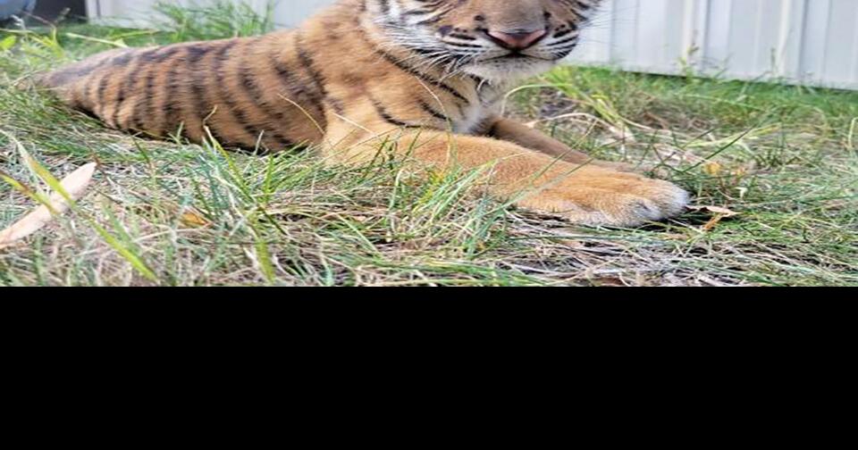 Tanganyika Wildlife Park Welcomes White Tiger Cub