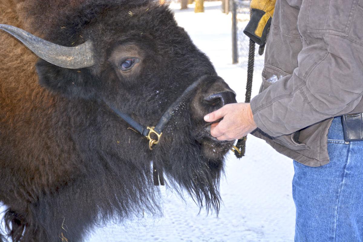 Wahpeton S Baby Buffalo Joins Ndsu Fans In Cheering For The