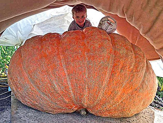 Fergus Man Attempting To Break World Record With Giant Pumpkin Boat Local News Stories Wahpetondailynews Com As there is currently no recognised world record for the largest pumpkin boat, he has applied to guinness world records to have this. record with giant pumpkin boat