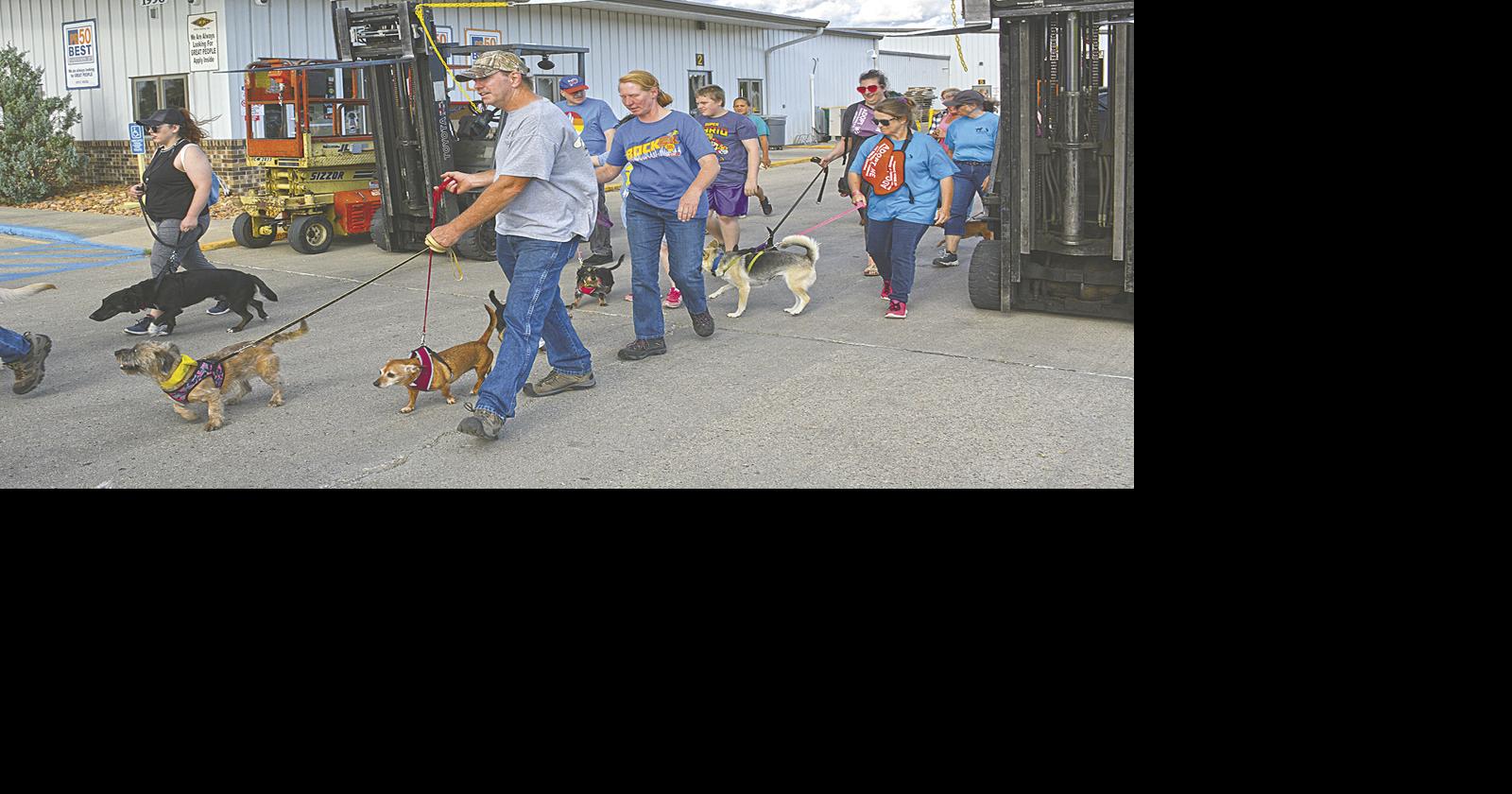 Who let the dogs — and pig — out? Local News Stories