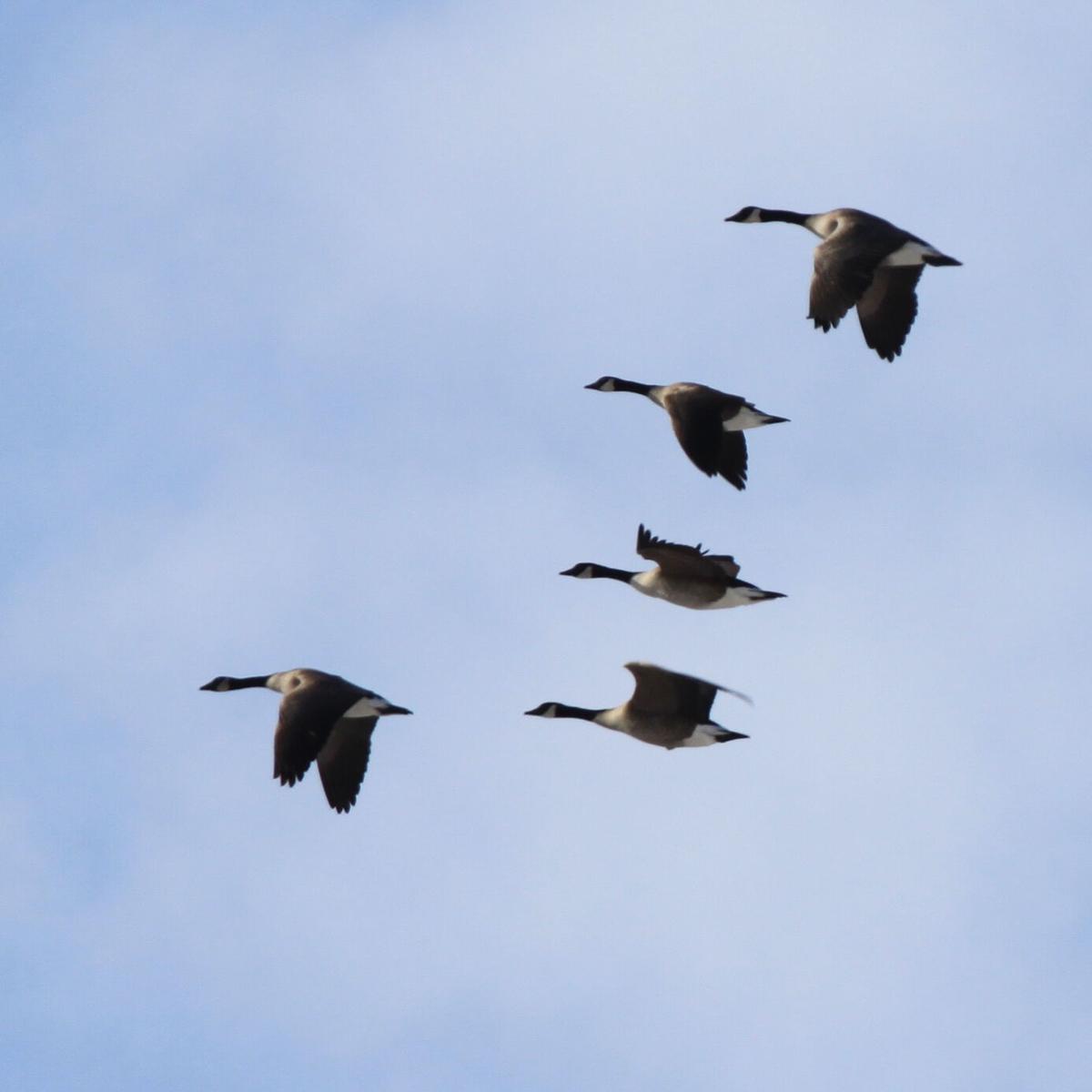 Early Canada Goose Season Dates Announced Hunting and Outdoors