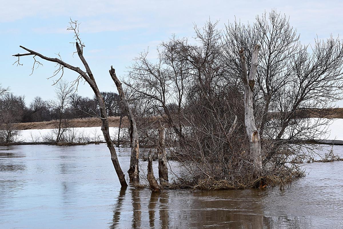 Wild Rice River is back at major flood stage after last week's snow