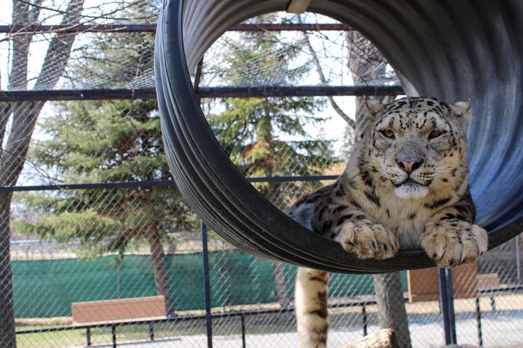 What’s new at the Chahinkapa Zoo? Local News Stories