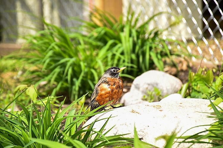Wildlife Conservation does habitat makeovers | Community