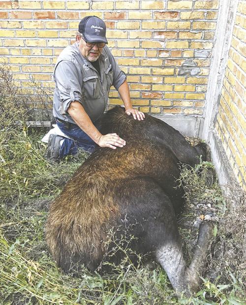 Chahinkapa Zoo staff, Dr. Matz assist in UND moose relocation